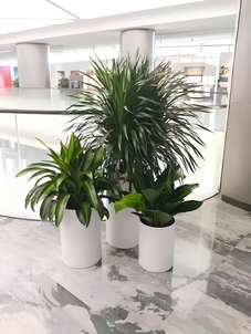 宁波奉化绿化修剪大揭秘，如何让城市绿得更出彩？